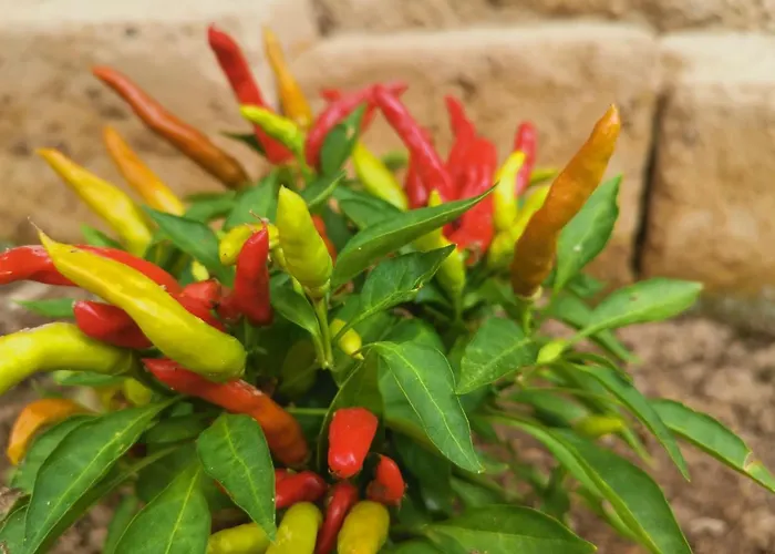 S'alba Noa 4* クアルトゥ・サンテーレナ