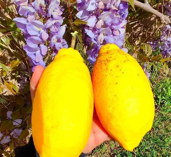 S'alba Noa ゲストハウス