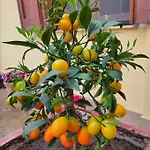 Penzion S'alba Noa 3*