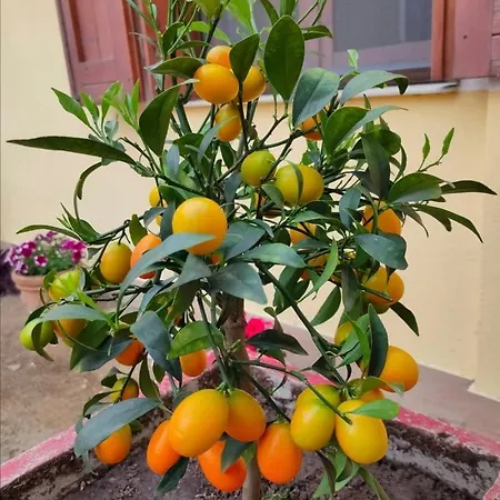 בית הארחה S'alba Noa 4*