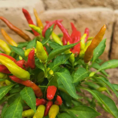 S'alba Noa 4* 콰르투 산텔레나